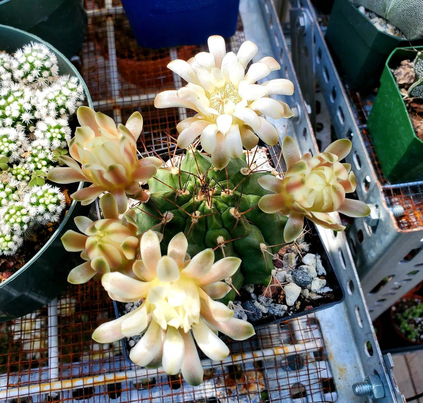 Gymnocalycium gibbosum