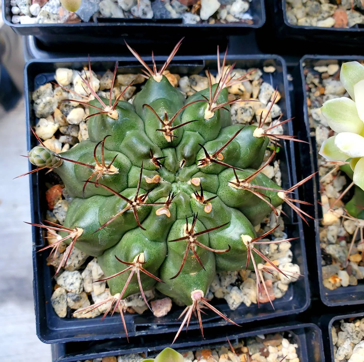 Gymnocalycium gibbosum