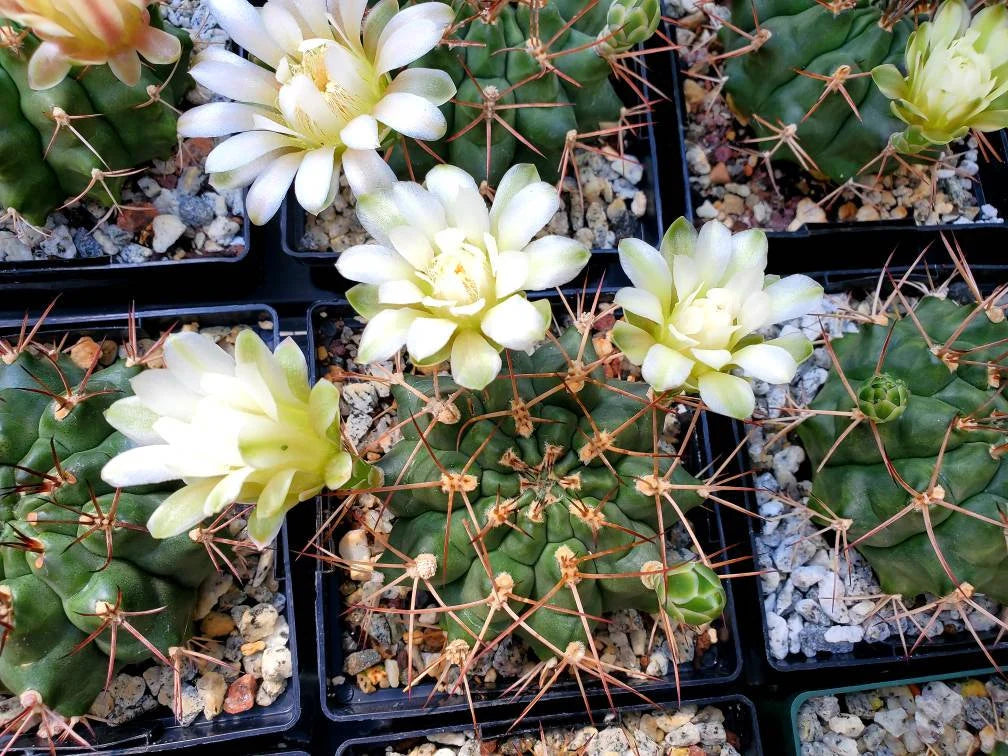 Gymnocalycium gibbosum