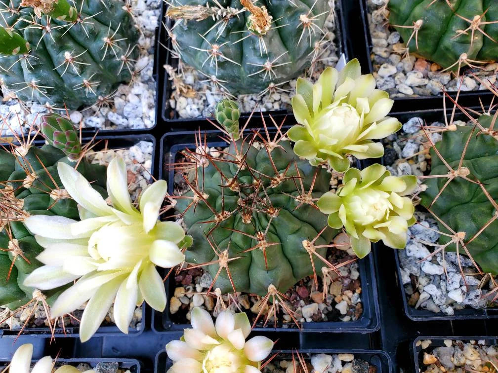 Gymnocalycium gibbosum