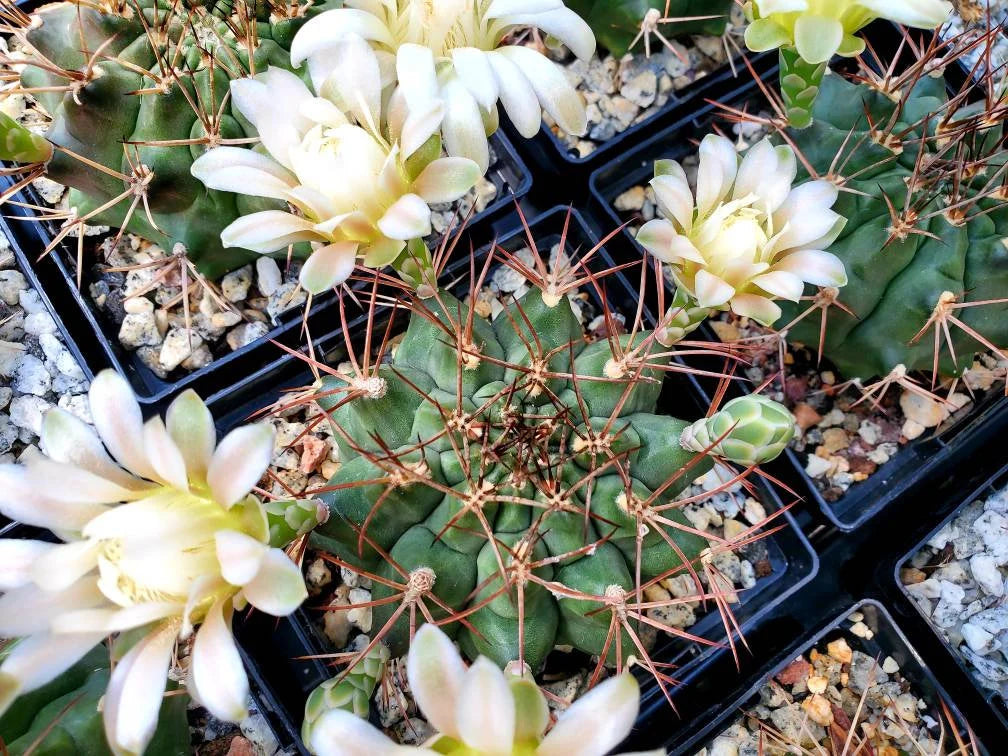 Gymnocalycium gibbosum