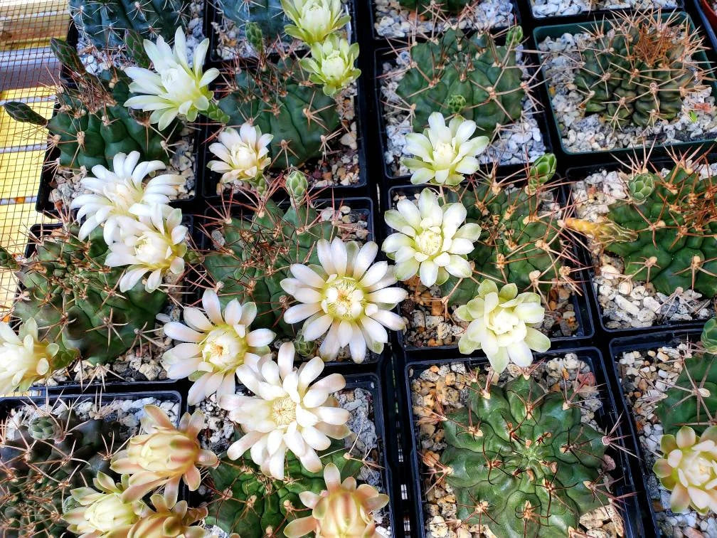 Gymnocalycium gibbosum