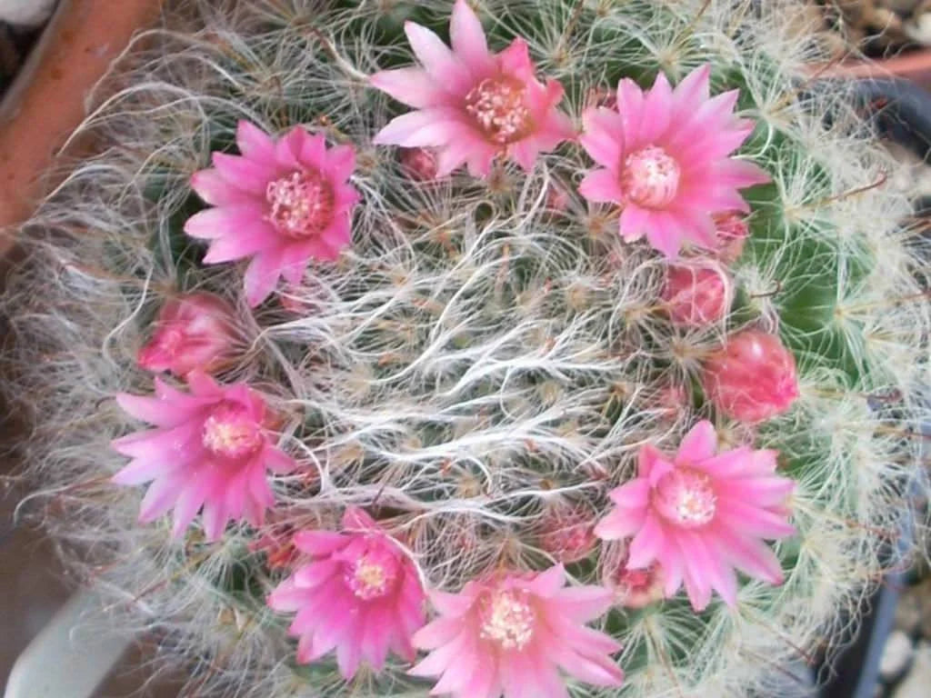 Mammillaria bocasana cv. roseiflora (20 seeds)