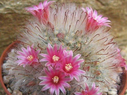 Mammillaria bocasana cv. roseiflora (20 seeds)