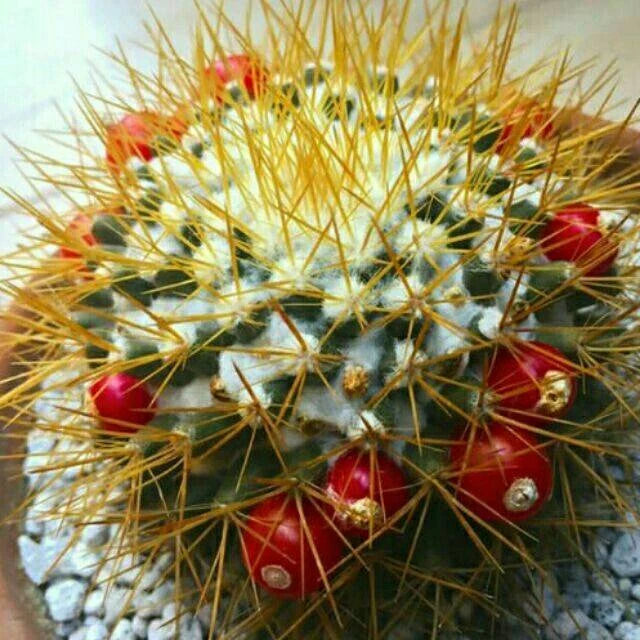 Mammillaria nivosa (20 seeds)