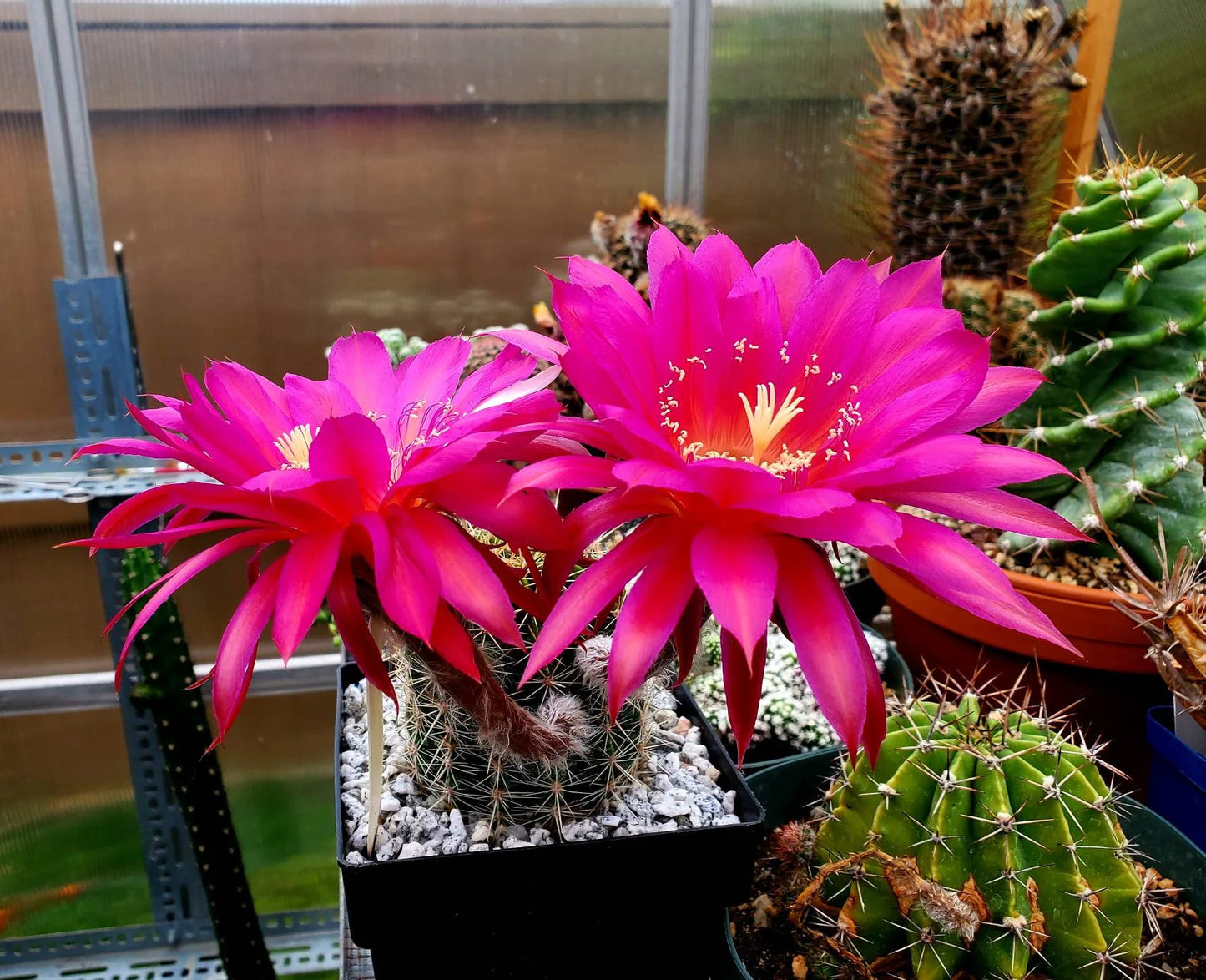 Echinopsis 'Krakatoa' (15 seeds)