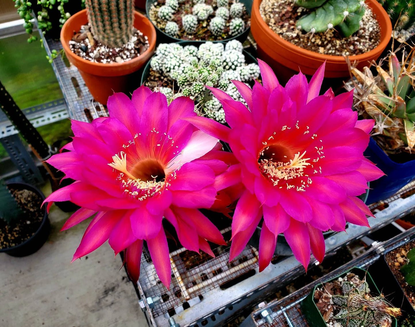 Echinopsis 'Krakatoa' (15 seeds)