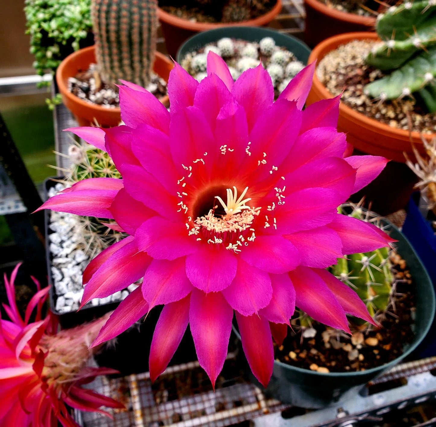 Echinopsis 'Krakatoa' (15 seeds)