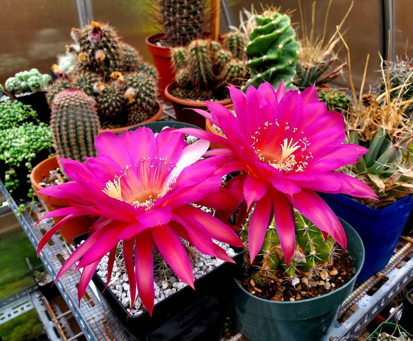 Echinopsis 'Krakatoa' (15 seeds)