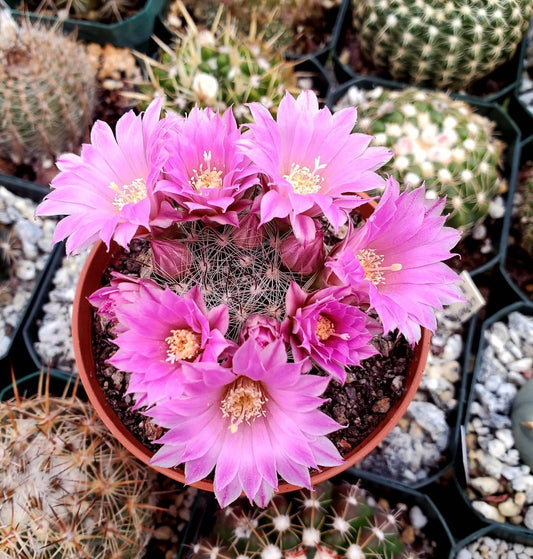 Mammillaria longiflora subsp. stampferi (10 seeds)