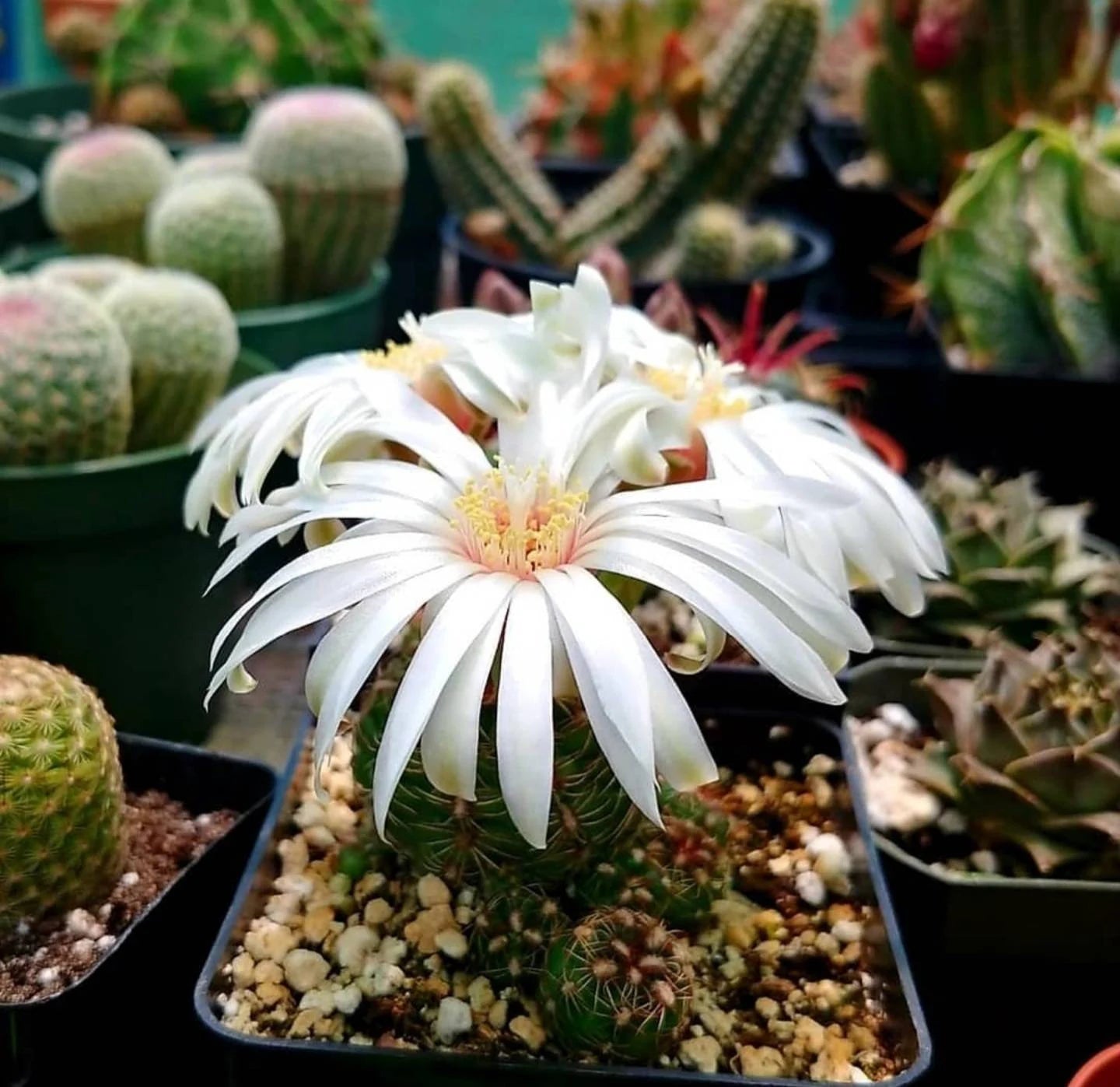 Gymnocalycium mesopotamicus (15 seed)