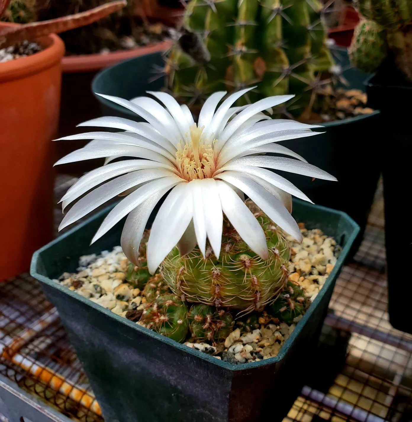 Gymnocalycium mesopotamicus (15 seed)