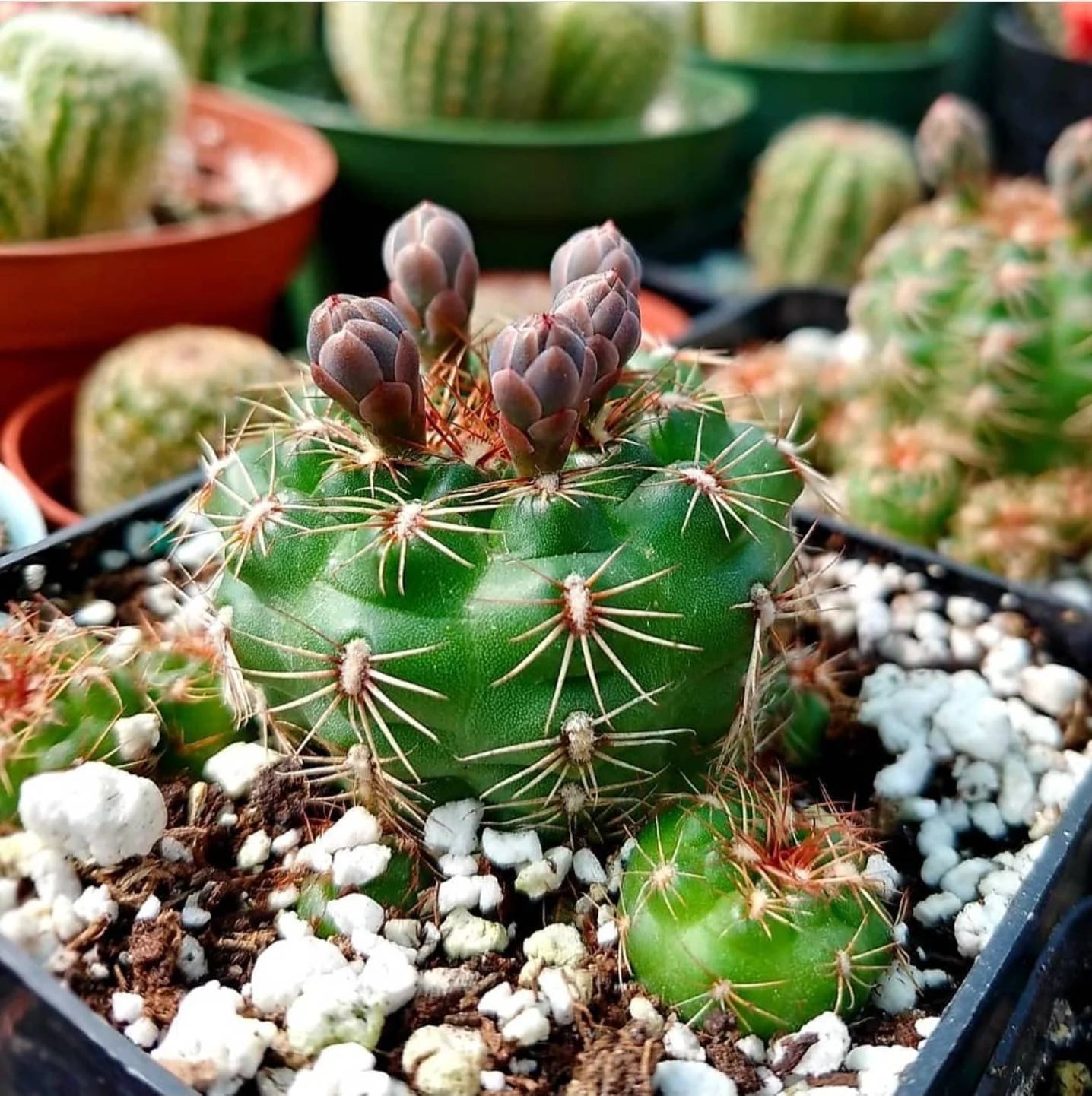 Gymnocalycium mesopotamicus (15 seed)