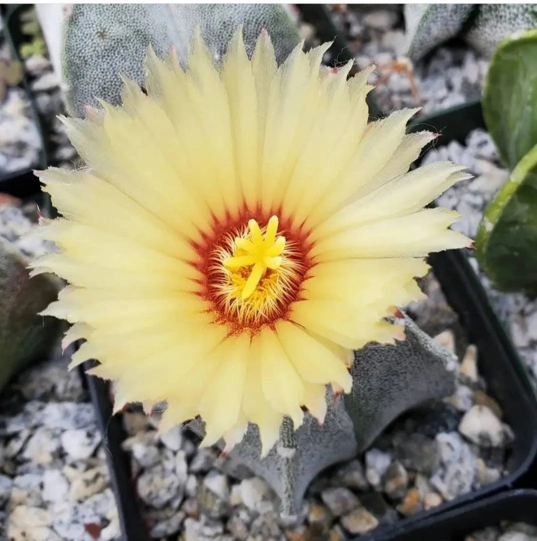 Astrophytum coahuilense - seeds