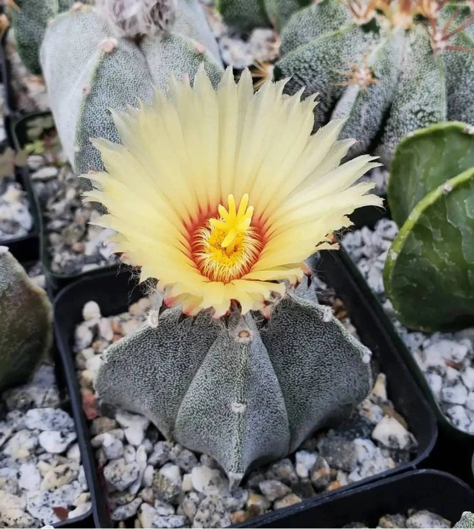 Astrophytum coahuilense - seeds