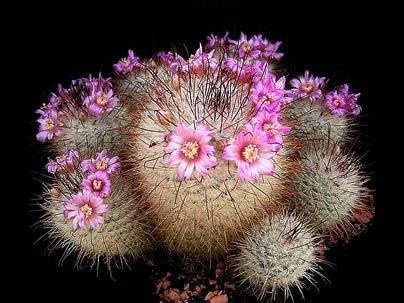 Mammillaria bombycina (20 seeds)