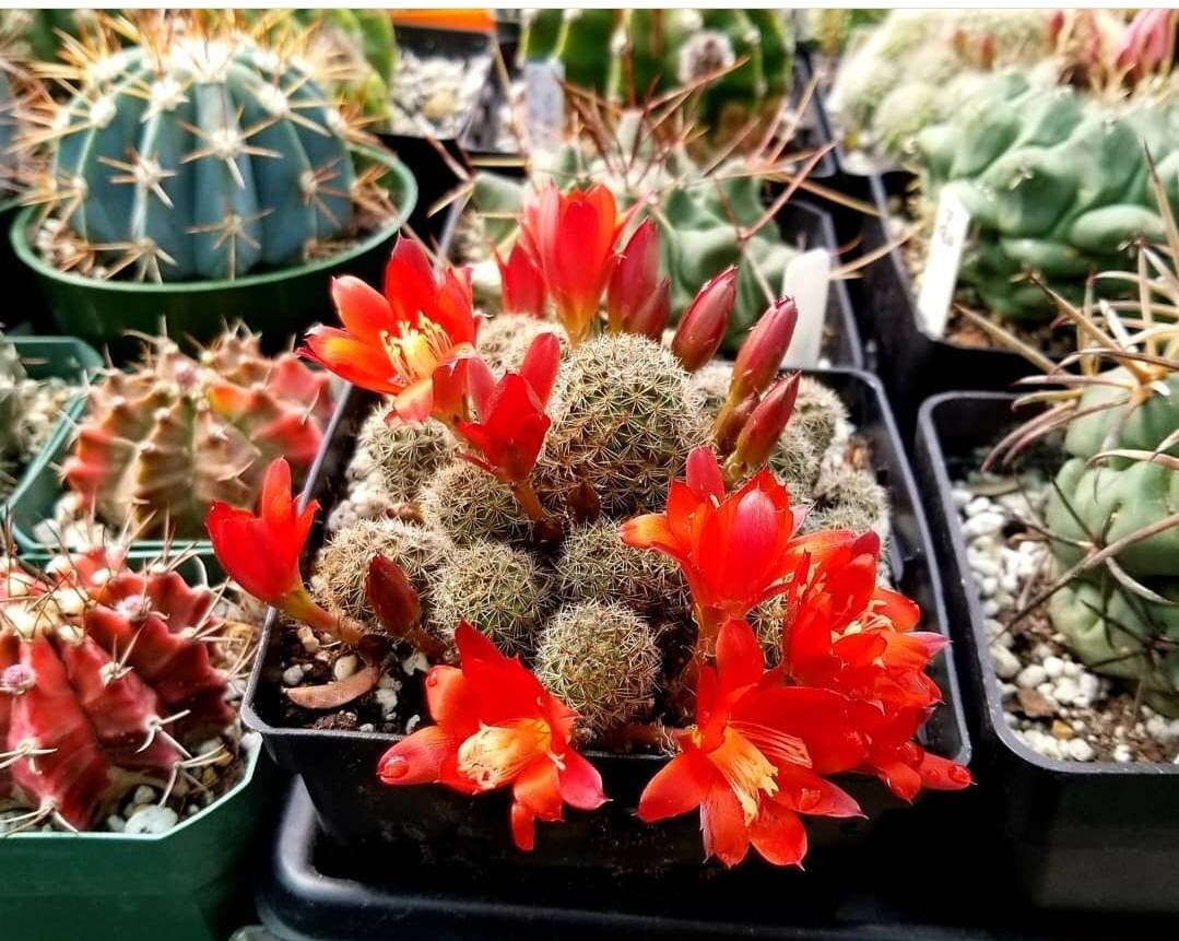 Rebutia sanguinea (20 seeds)