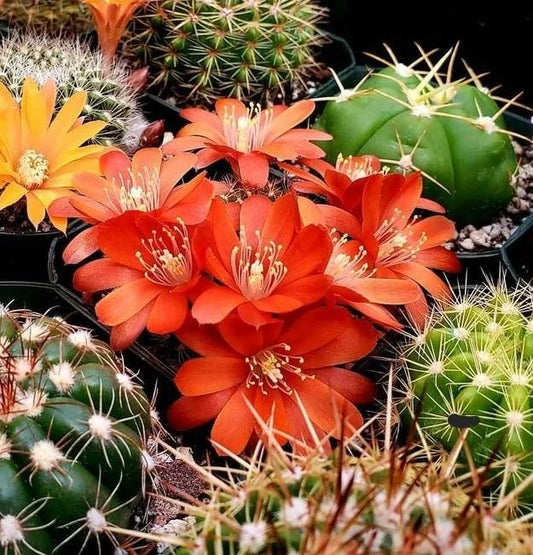 Rebutia glacilifolia boreali (15 seeds)