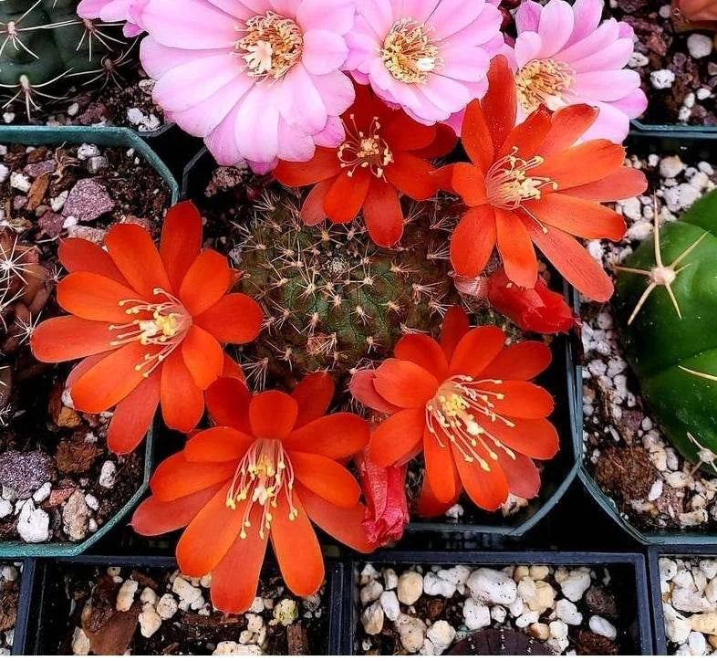 Rebutia glacilifolia boreali (15 seeds)