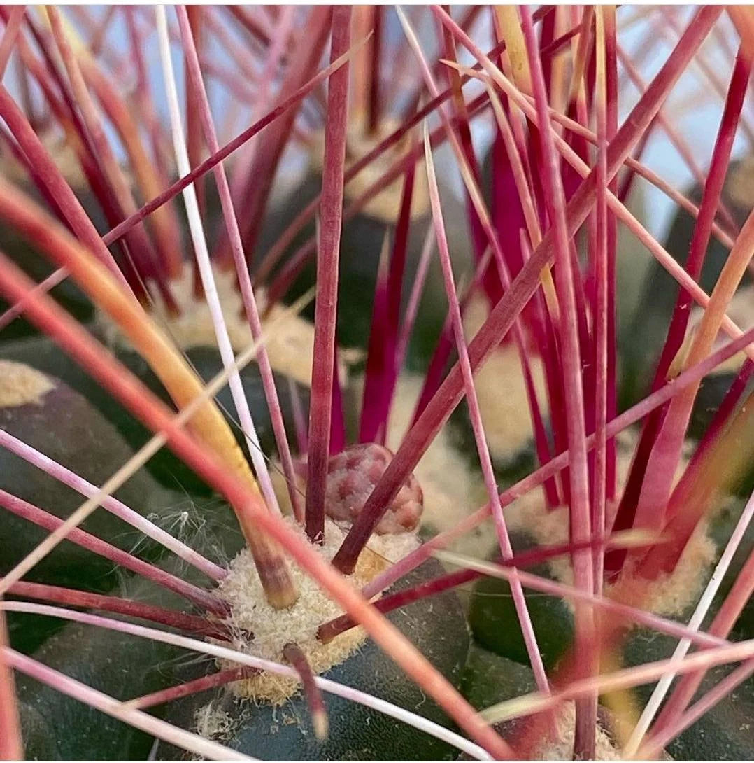 Ferocactus hamatacanthus (15 seeds)