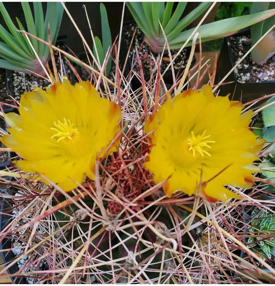 Ferocactus hamatacanthus (15 seeds)