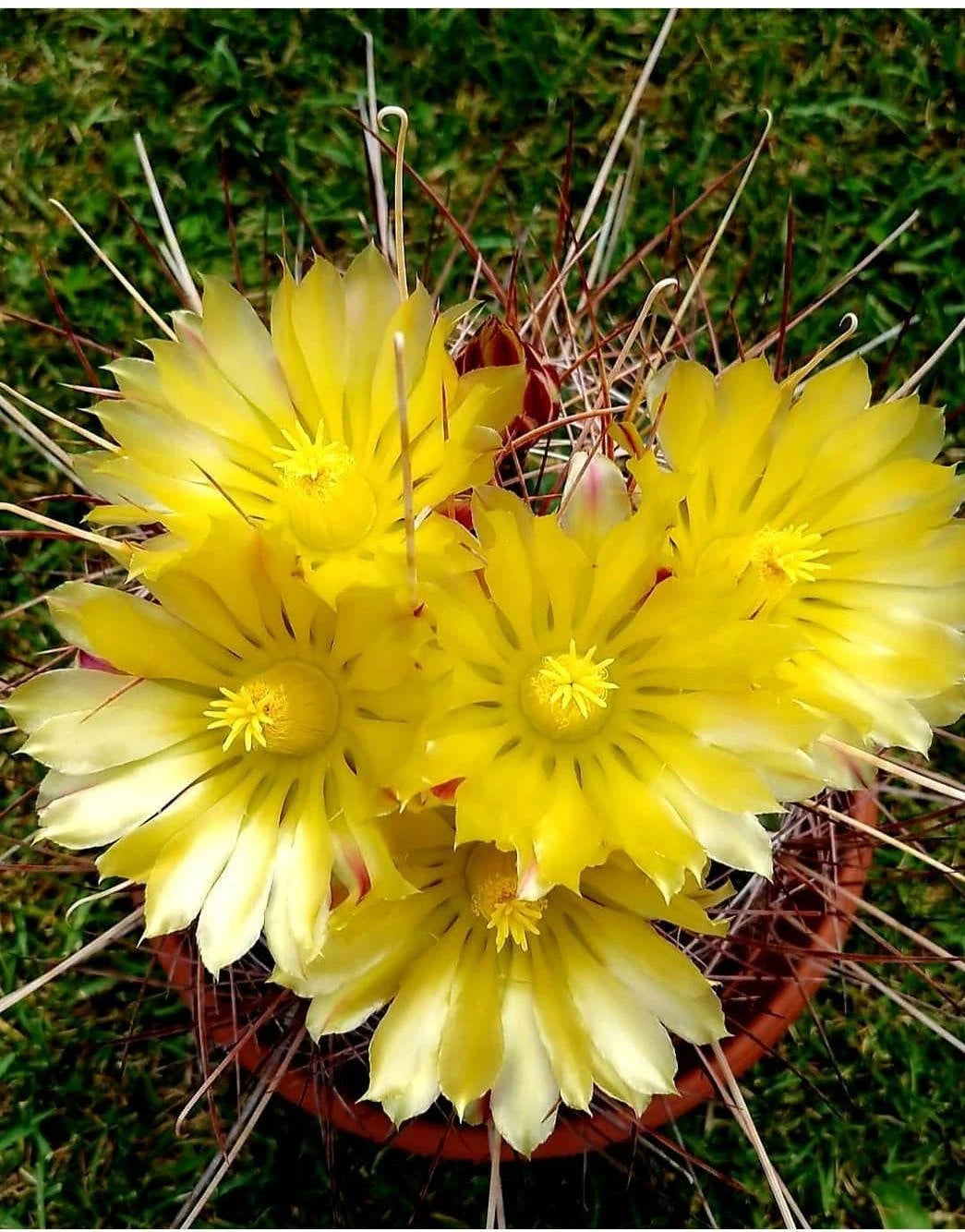 Ferocactus hamatacanthus (15 seeds)