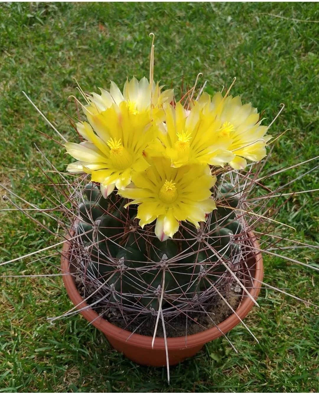 Ferocactus hamatacanthus (15 seeds)