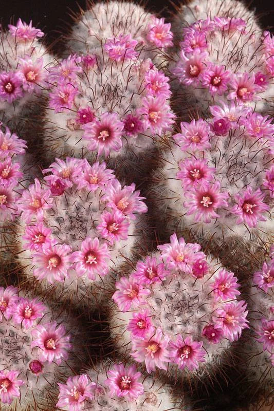 Mammillaria bombycina (20 seeds)