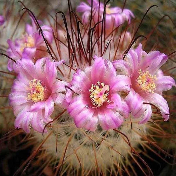 Mammillaria bombycina (20 seeds)