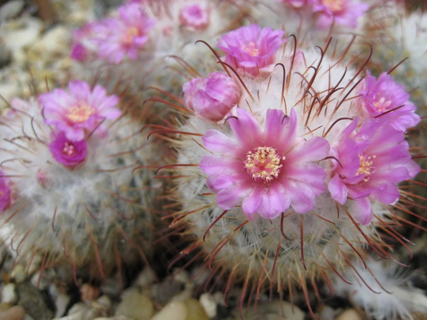 Mammillaria bombycina (20 seeds)