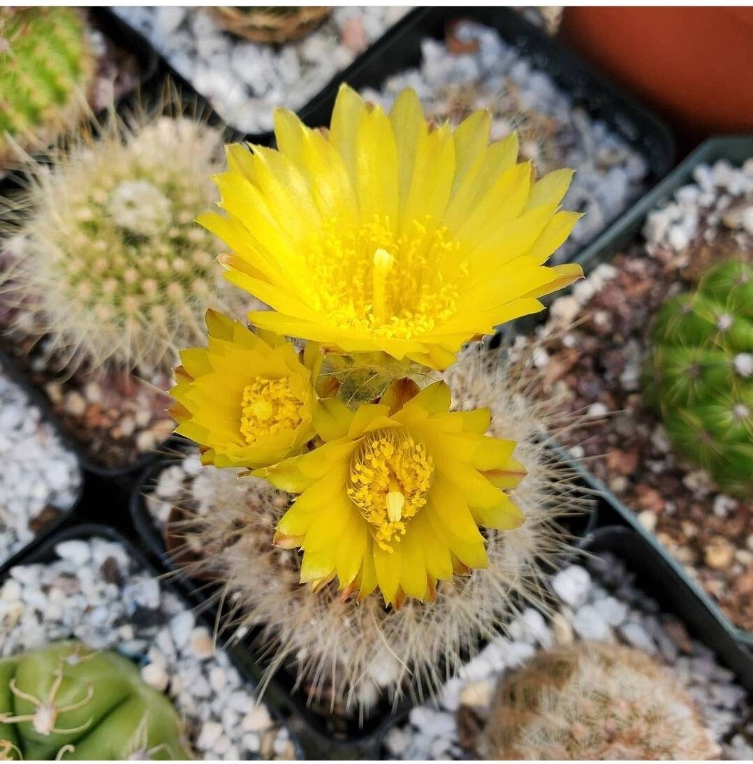 Parodia aurisetus (15 seeds)