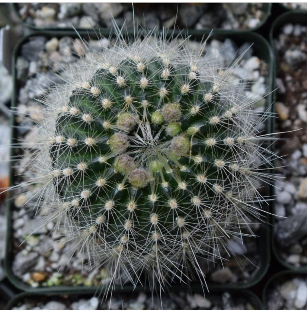 Parodia aurisetus (15 seeds)