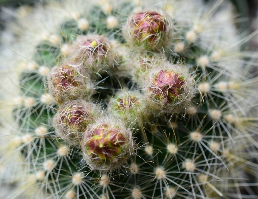 Parodia aurisetus (15 seeds)