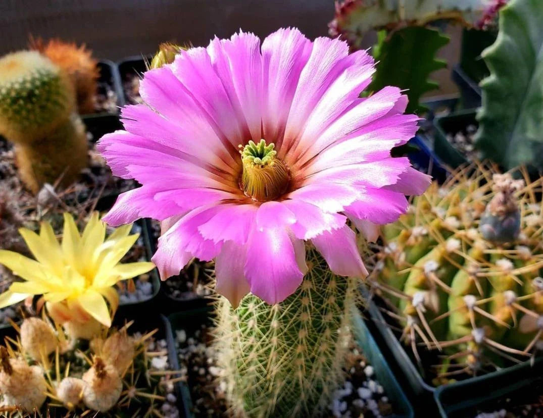 Echinocereus reichenbachii ssp. baileyi (20 seeds) – Planetcactus