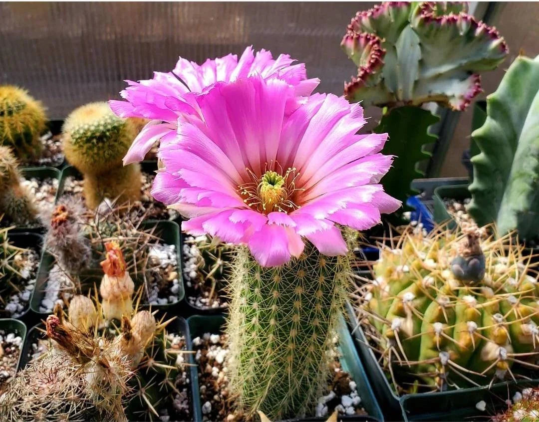 Echinocereus reichenbachii  ssp. baileyi (20 seeds)