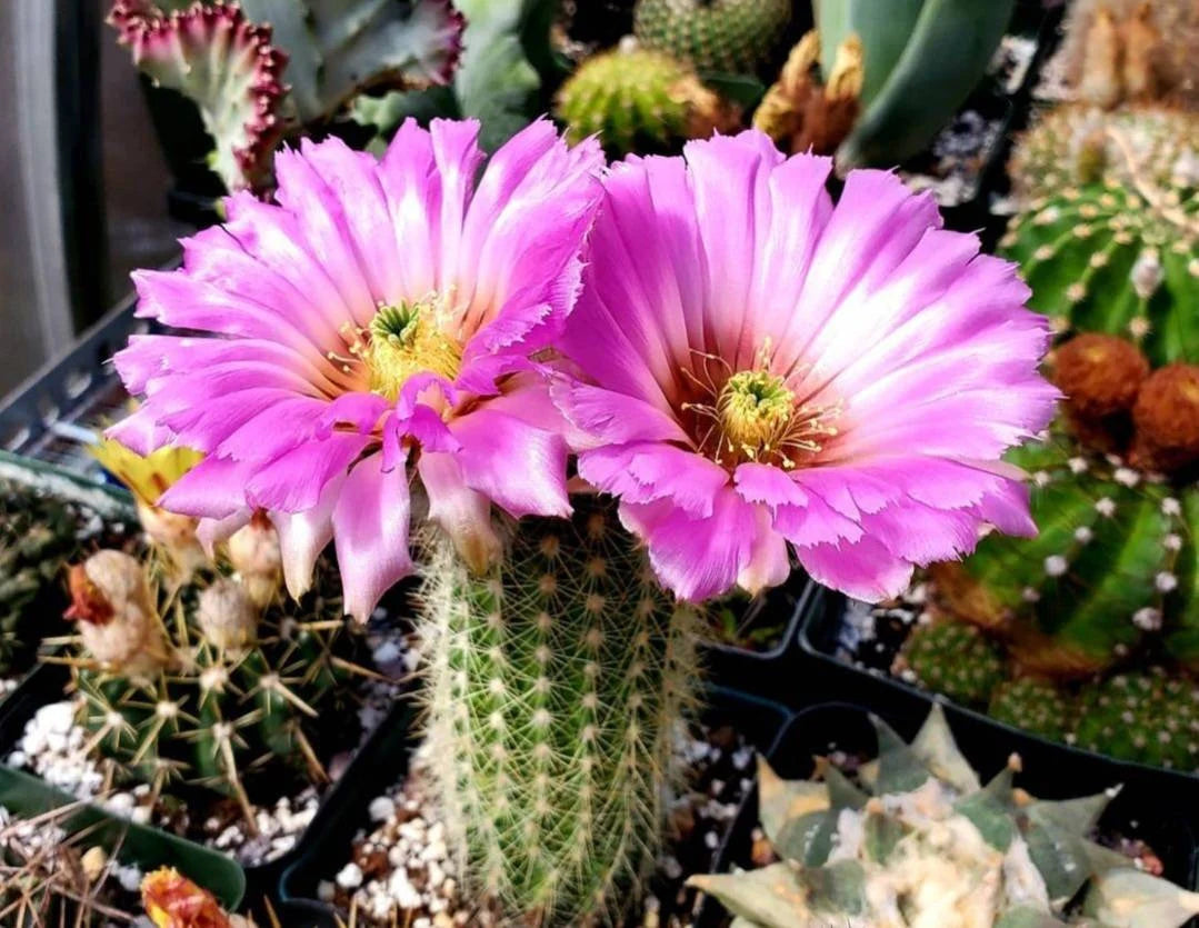 Echinocereus reichenbachii  ssp. baileyi (20 seeds)