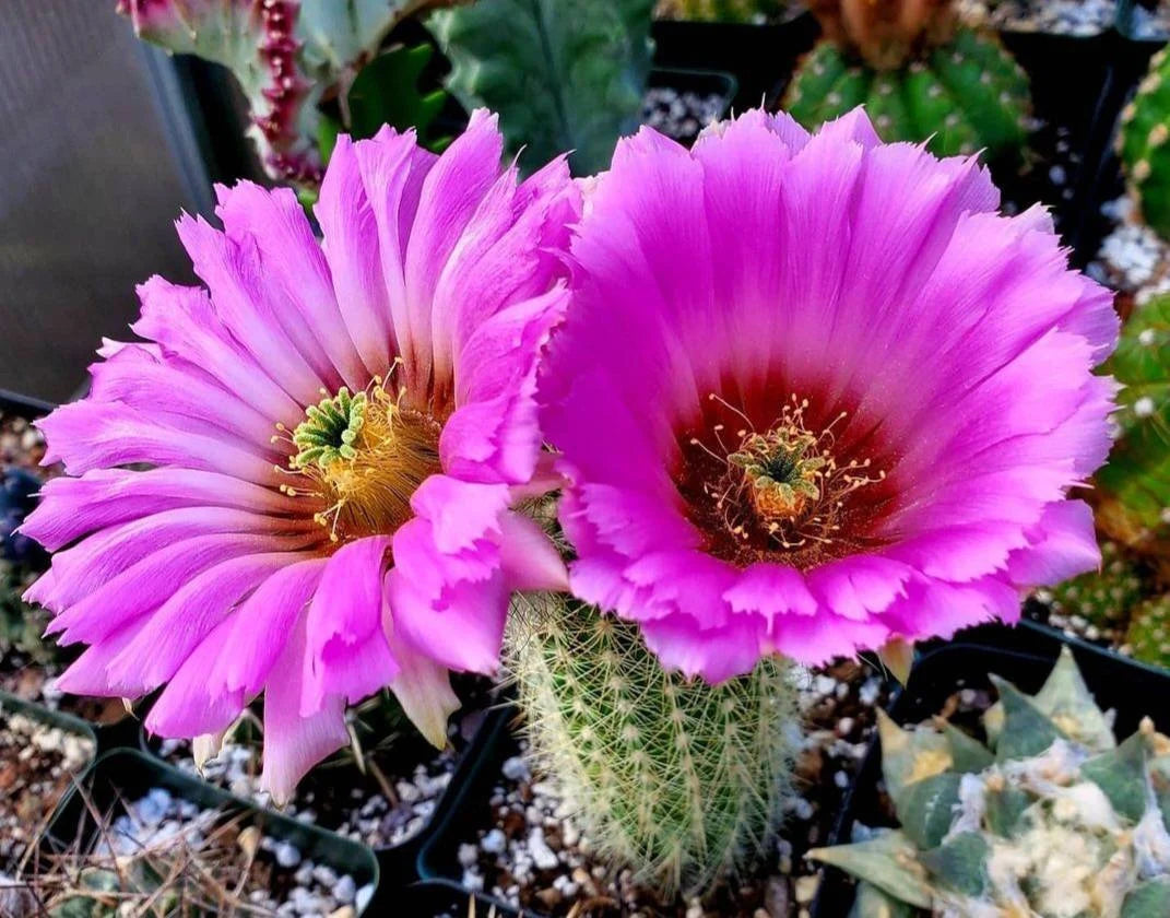 Echinocereus reichenbachii  ssp. baileyi (20 seeds)