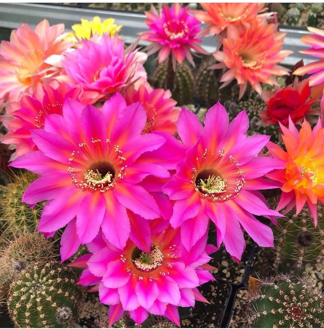 Echinopsis hybrid mix seeds