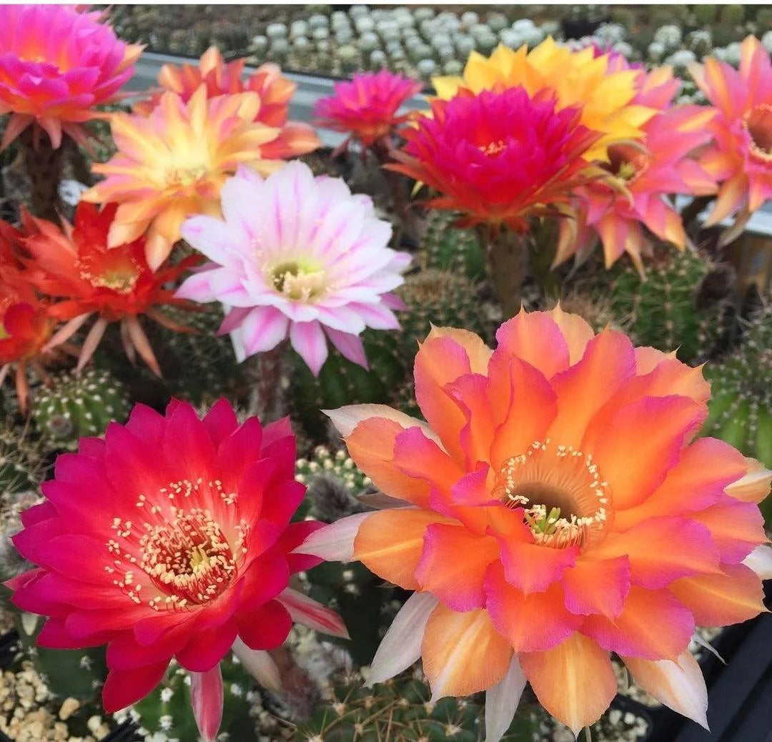 Echinopsis hybrid mix seeds