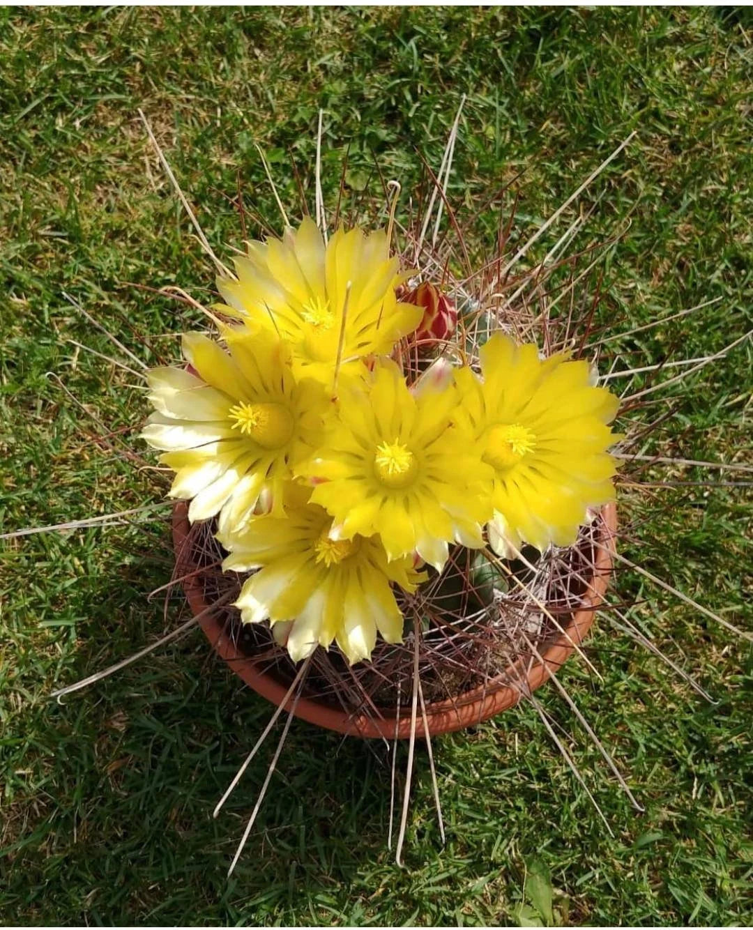 Ferocactus hamatacanthus (15 seeds)