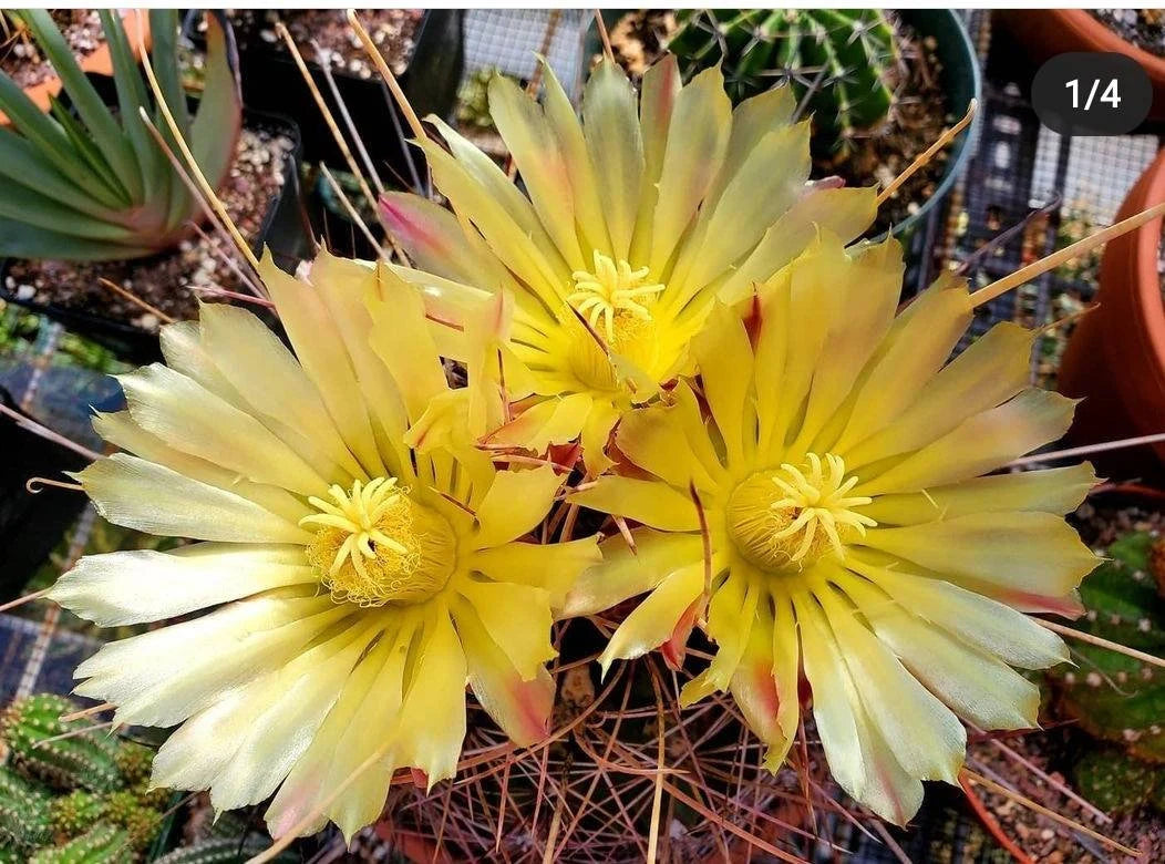 Ferocactus hamatacanthus (15 seeds)