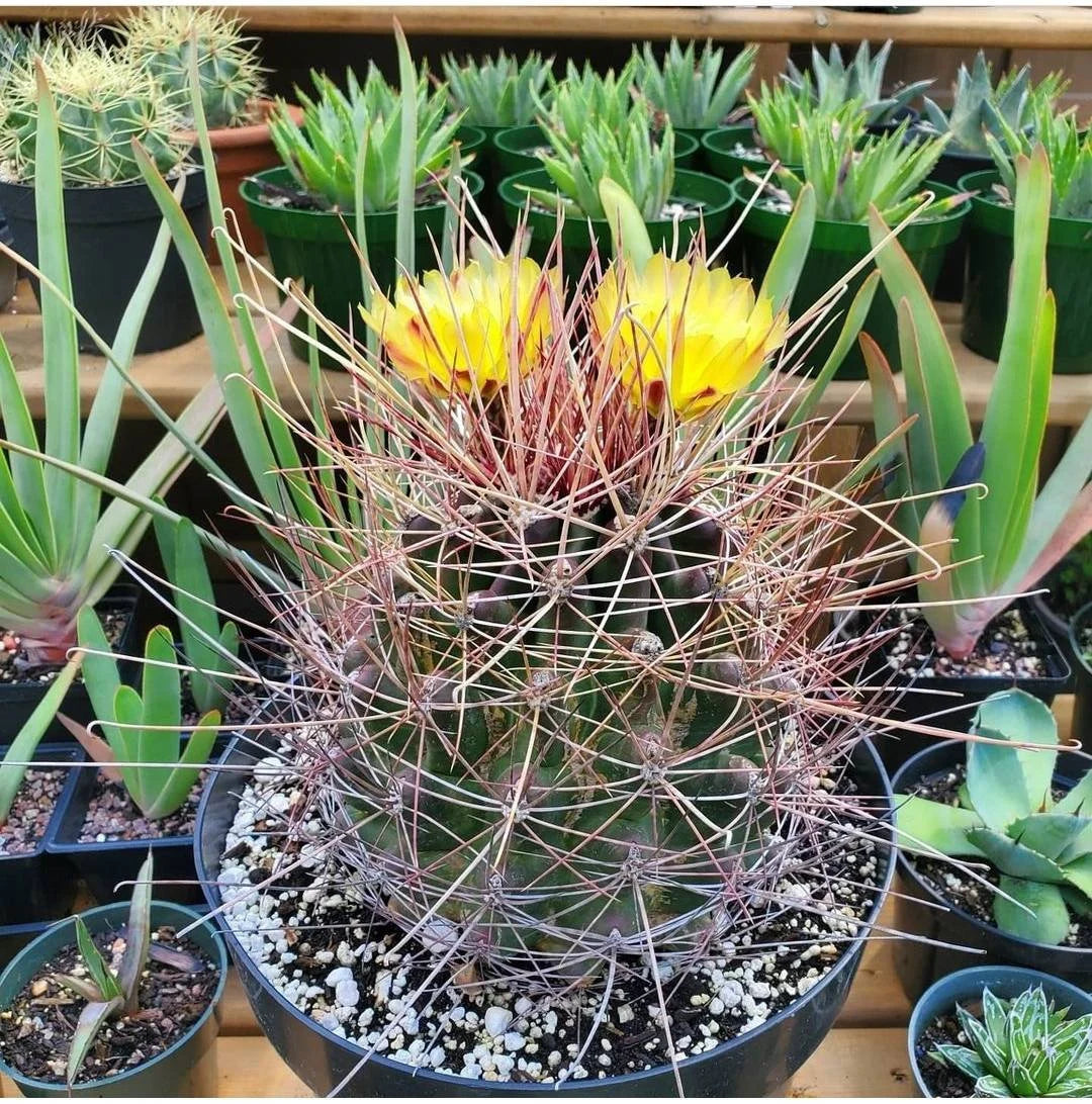 Ferocactus hamatacanthus (15 seeds)