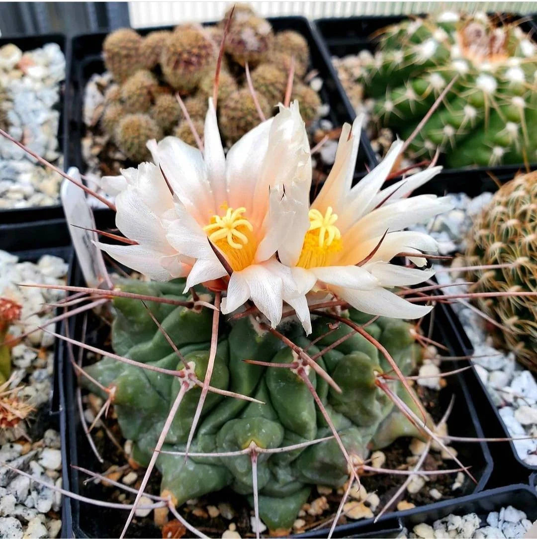 Thelocactus rinconensis (10 seeds)