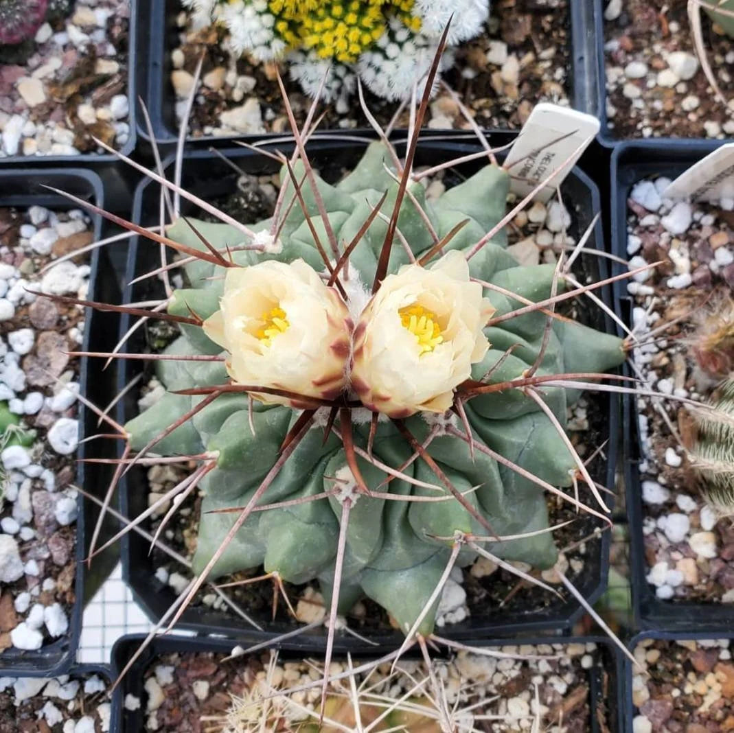 Thelocactus rinconensis (10 seeds)