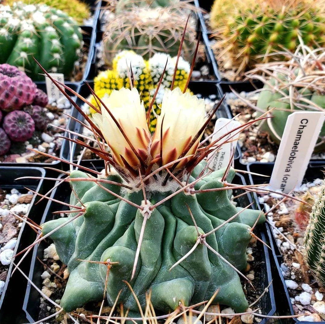 Thelocactus rinconensis (10 seeds)