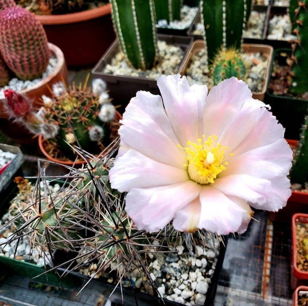 tephrocactus alexanderi (5 seeds)