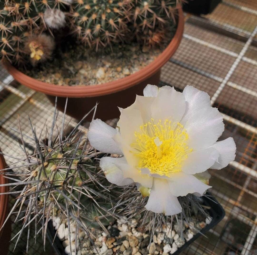 tephrocactus alexanderi (5 seeds)