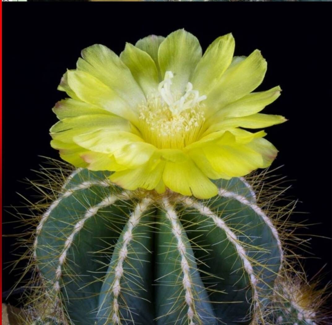 Notocactus magnifica | Parodia magnifica - seeds