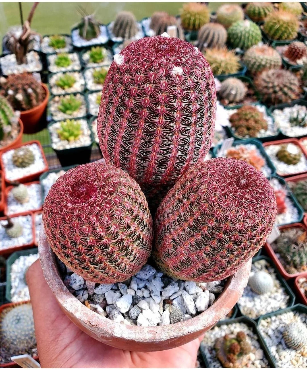 Echinocereus rigidissimus var.rubispinus | Rainbow Cactus (seeds)