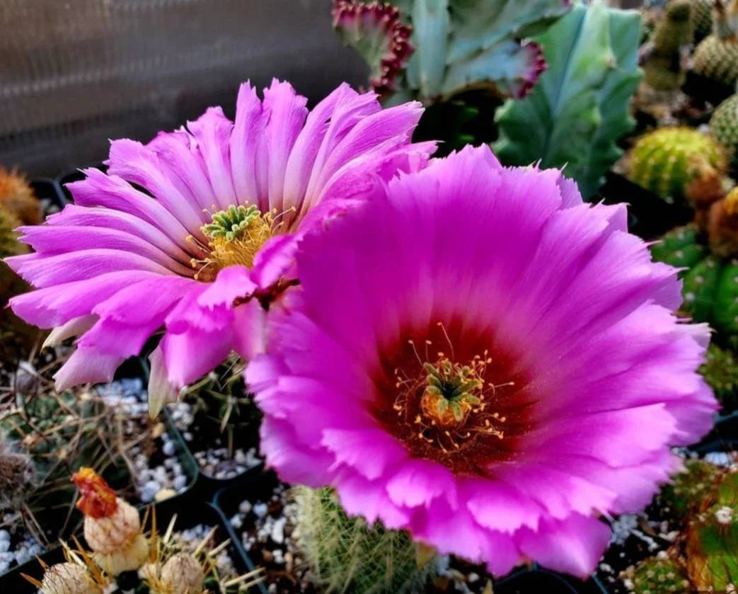 Echinocereus reichenbachii  ssp. baileyi (20 seeds)